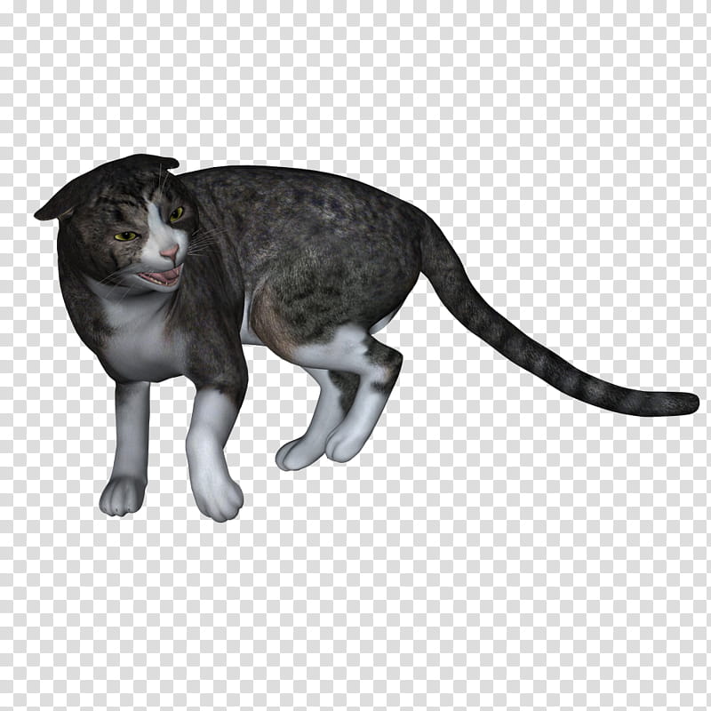 Cat , black and white bicolor cat transparent background PNG clipart