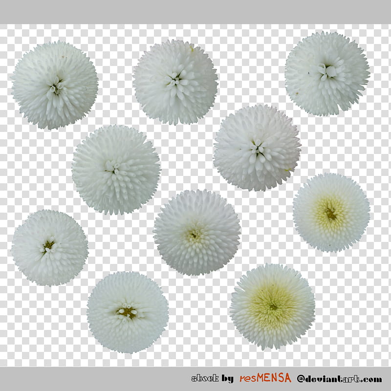 Bellis white transparent background PNG clipart