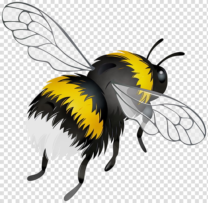 Bee, Watercolor, Paint, Wet Ink, Flight, Honey Bee, Bumblebee, Pterygota transparent background PNG clipart