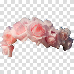Flower Crowns, pink rose illustration transparent background PNG clipart