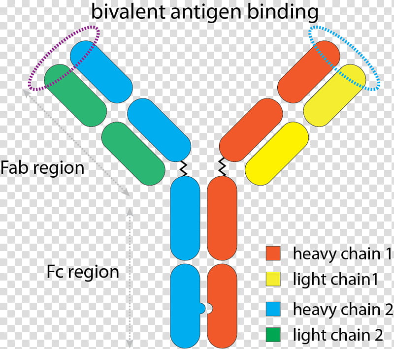 Elotuzumab Text, Lenalidomide, Antibody, Monoclonal Antibody, Pharmaceutical Drug, Dexamethasone, Protein, Technology transparent background PNG clipart