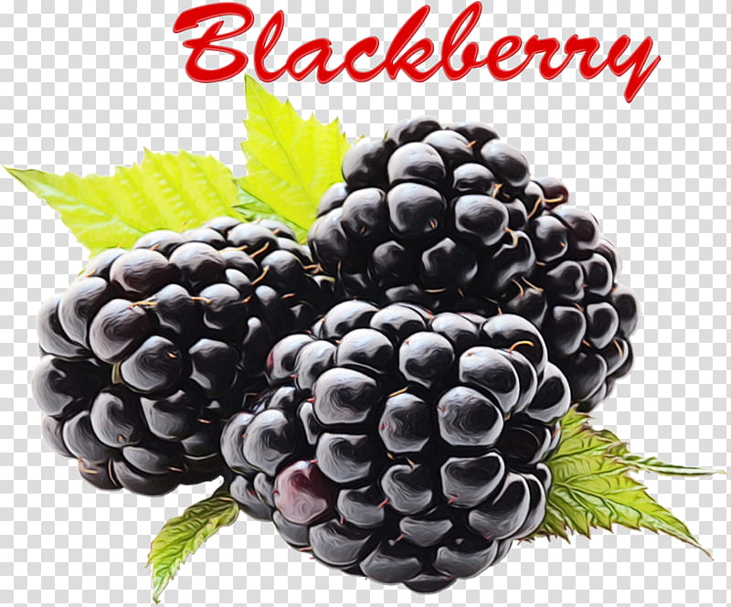 Blackberry Raspberry Berries Fruit Transparency, Watercolor, Paint, Wet Ink, Tayberry, Black Raspberry, Boysenberry, Fruit Preserves transparent background PNG clipart