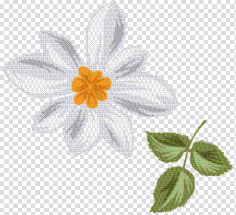 Flower Leaf, Oxeye Daisy, Petal, Plant, Flowering Plant, Chamomile, Narcissus, Camomile transparent background PNG clipart