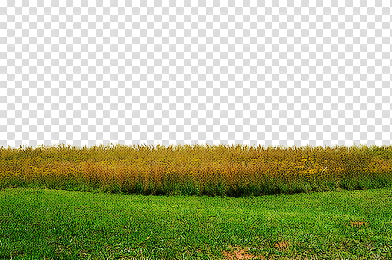 grassland natural landscape field natural environment grass, Nature, Meadow, Prairie, Land Lot, Pasture transparent background PNG clipart