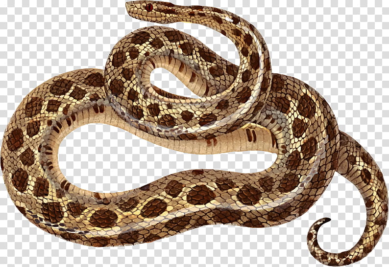 Snake, Sidewinder, Snakes, Vipers, Reptile, Boa Constrictor, Rattlesnake, Western Diamondback Rattlesnake transparent background PNG clipart