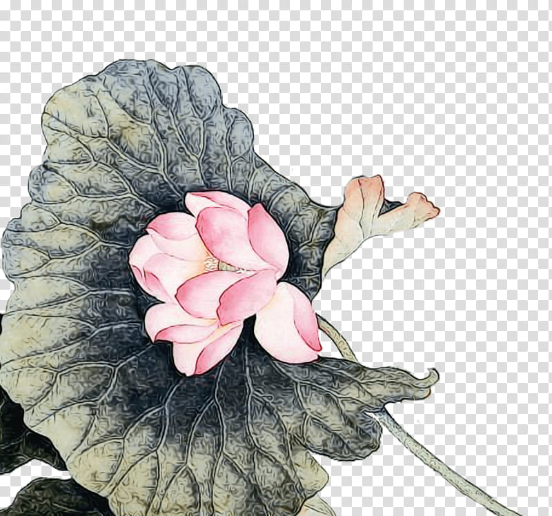 flower pink petal plant flowering plant, Watercolor, Paint, Wet Ink, Camellia, Magnolia, Herbaceous Plant transparent background PNG clipart