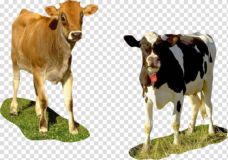Cartoon Grass, Taurine Cattle, Holstein Friesian Cattle, Calf, Brown Swiss Cattle, Zebu, Live, Dairy Cattle transparent background PNG clipart