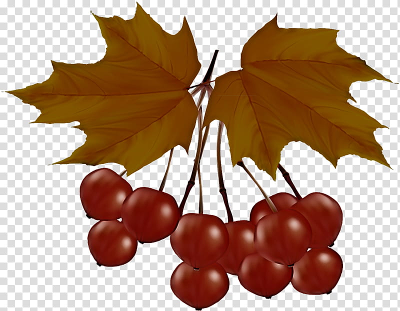 Holly, Grape Leaves, Leaf, Tree, Plant, Woody Plant, Grapevine Family, Plane transparent background PNG clipart