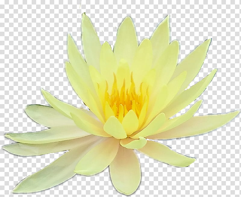 White Lily Flower, Nymphaea Nelumbo, Petal, Drawing, Silhouette, Line Art, Yellow Lotus, Fragrant White Water Lily transparent background PNG clipart