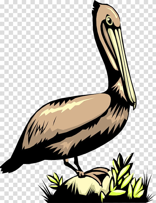 Duck, Pelican, Goose, Cygnini, Water Bird, Beak, Feather, Gannets transparent background PNG clipart