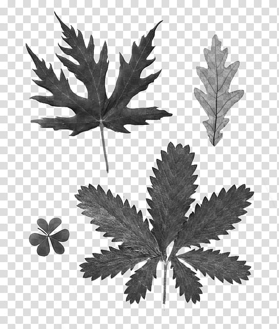 Plane, Leaf, Plant, Flower, Hemp Family, Tree, Cinquefoil, Blackandwhite transparent background PNG clipart