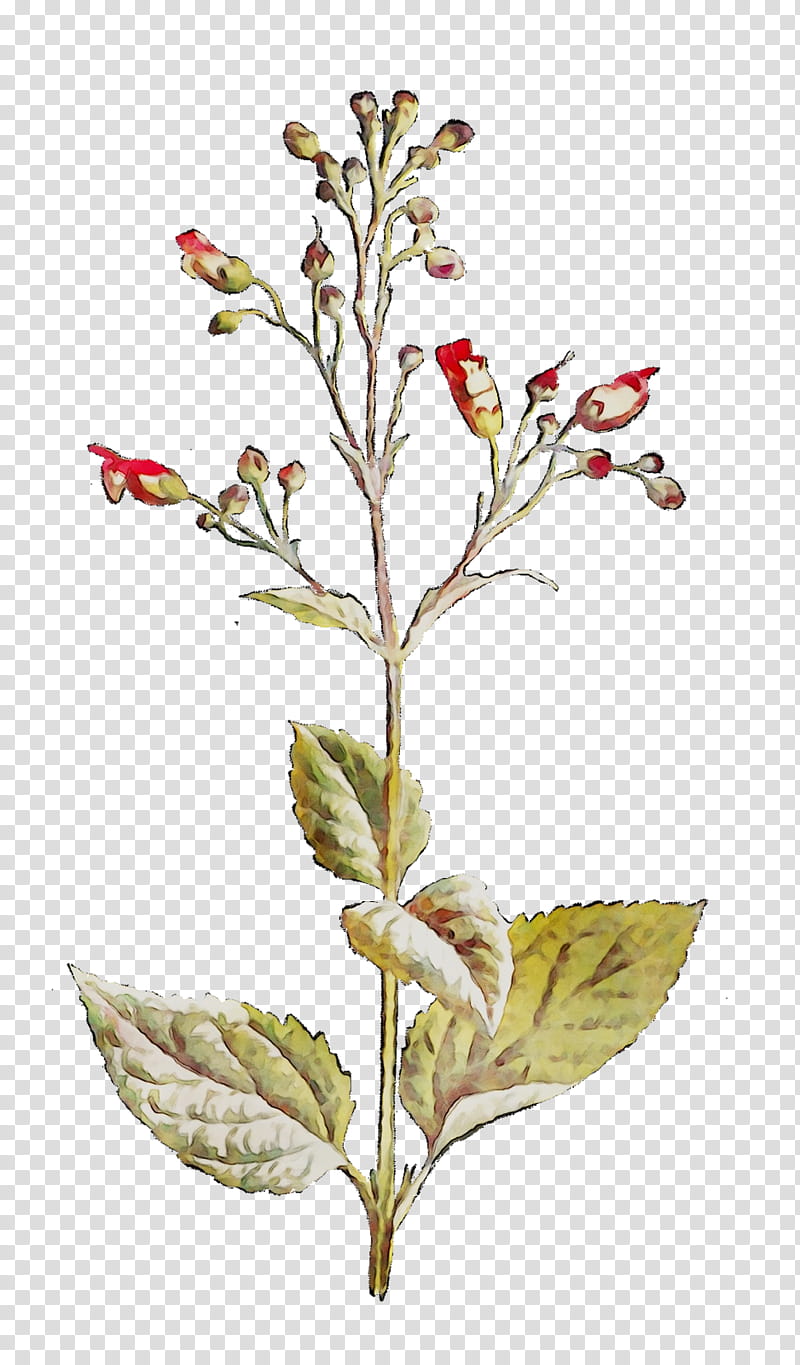 Twig, Plant Stem, Flower, Leaf, Herb, Plants, Pedicel, Figwort transparent background PNG clipart
