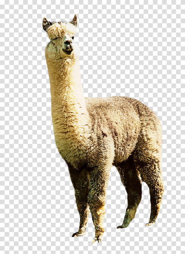 Llama, Alpaca, Animal, Wool, Cartoon, Cuteness, Camelid, Live transparent  background PNG clipart