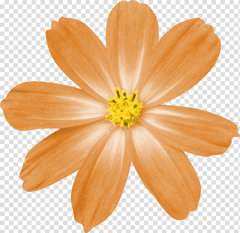 Smile Scrap Kit Freebie, orange cosmos flower transparent background PNG clipart