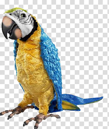 , yellow and blue parrot transparent background PNG clipart