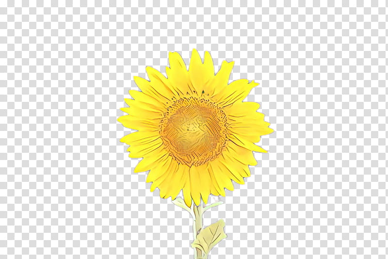 Flowers, Cartoon, Logo, Common Sunflower, Cut Flowers, Dandelion, Blume, Plants transparent background PNG clipart