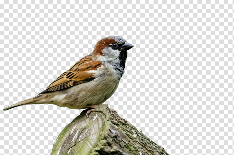 bird house sparrow sparrow beak finch, Perching Bird, Songbird, Swamp Sparrow transparent background PNG clipart