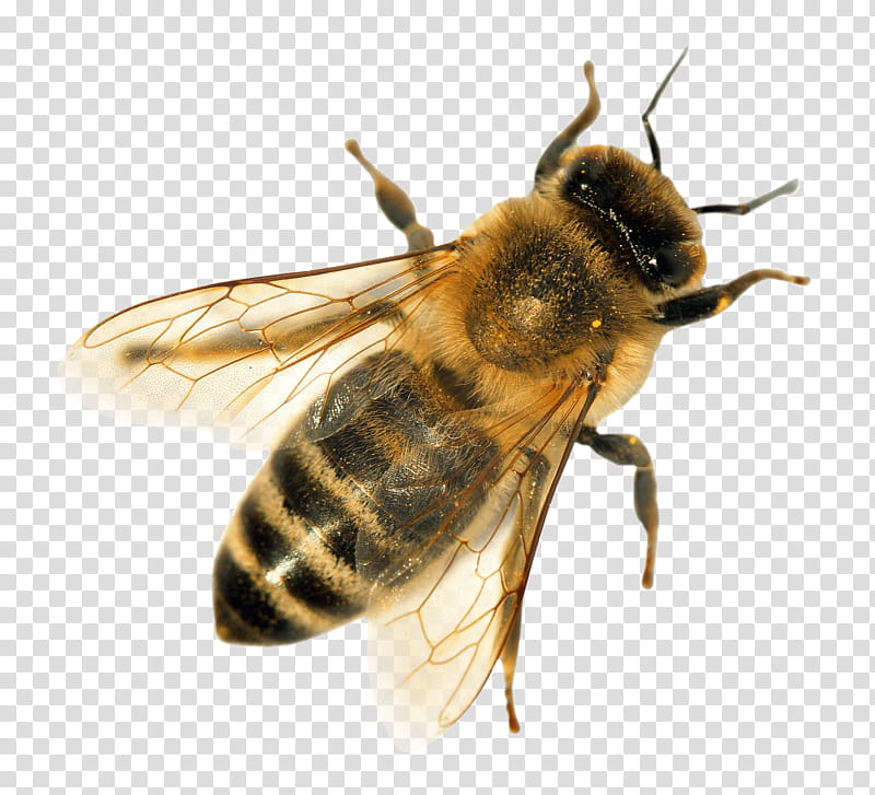 Bee, Western Honey Bee, Bumblebee, Beekeeper, Beekeeping, Insect, Honeybee, Megachilidae transparent background PNG clipart
