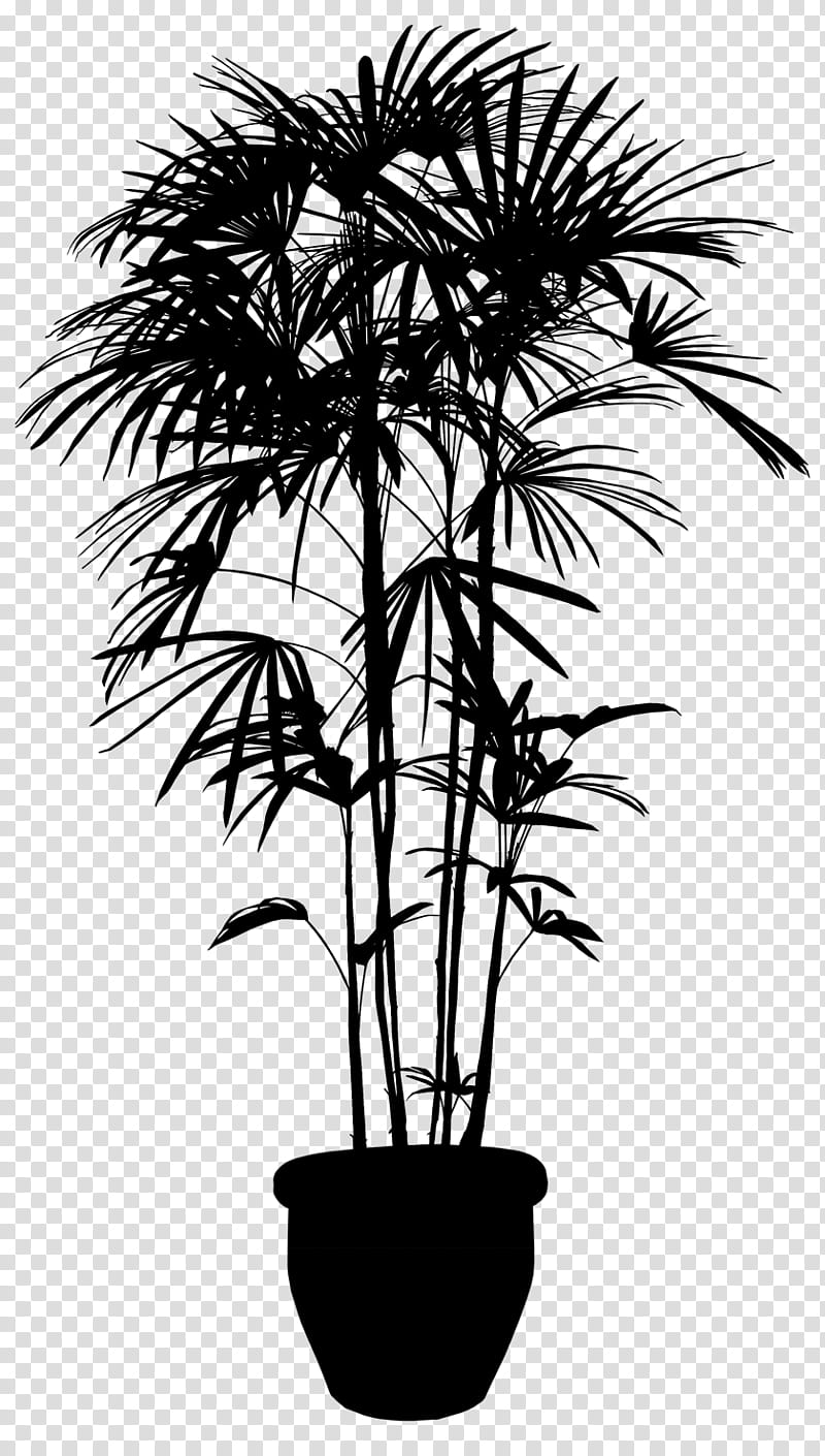 Palm Tree, Asian Palmyra Palm, Plants, Flowerpot, Houseplant, Arecales, Woody Plant, Desert Palm transparent background PNG clipart