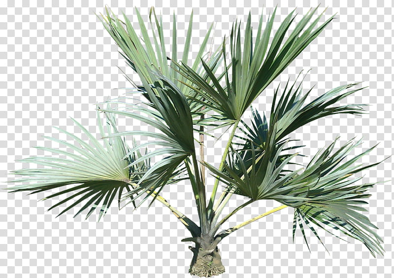 Palm tree, Plant, Sabal Palmetto, Sabal Minor, Arecales, Yucca, Leaf, Woody Plant transparent background PNG clipart