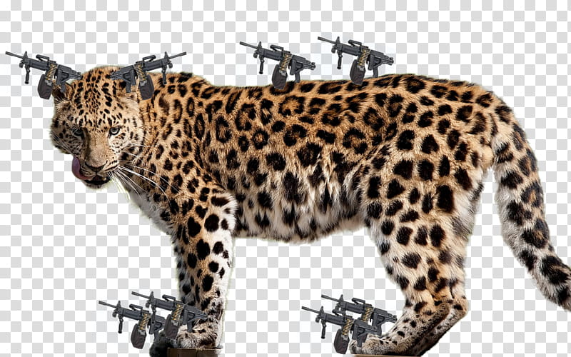 Tiger, Jaguar, Cheetah, African Leopard, Amur Leopard, Snow Leopard, Wildlife, Snout transparent background PNG clipart