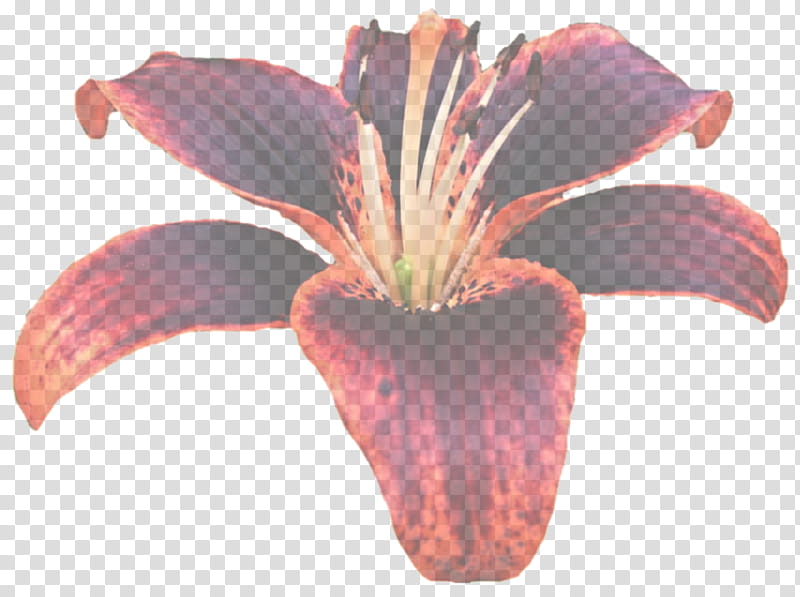 lily flower petal plant flowering plant, Daylily, Amaryllis Belladonna, Lily Family, Hippeastrum transparent background PNG clipart