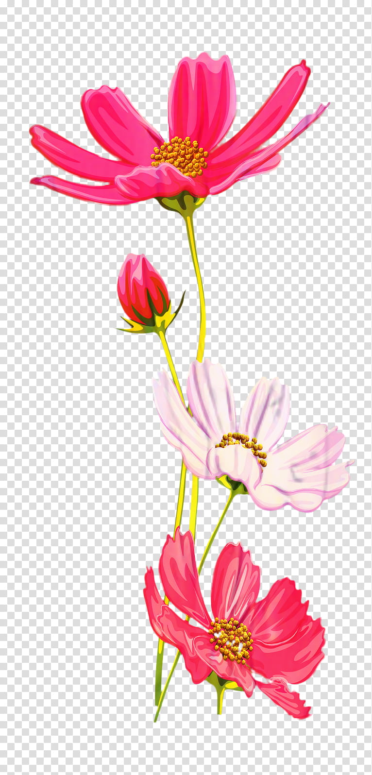 Drawing Of Family, Garden Cosmos, Flower, Cut Flowers, Chrysanthemum, Sulfur Cosmos, Floral Design, Plants transparent background PNG clipart