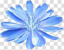 Aniversario Mis Pedidos shop, blue chicory flower in bloom transparent background PNG clipart