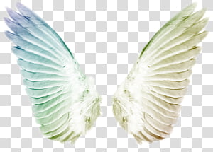 Wings transparent background PNG clipart thumbnail