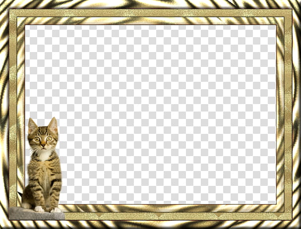 frame, Frame, Cat, Small To Mediumsized Cats, Interior Design, Rectangle transparent background PNG clipart