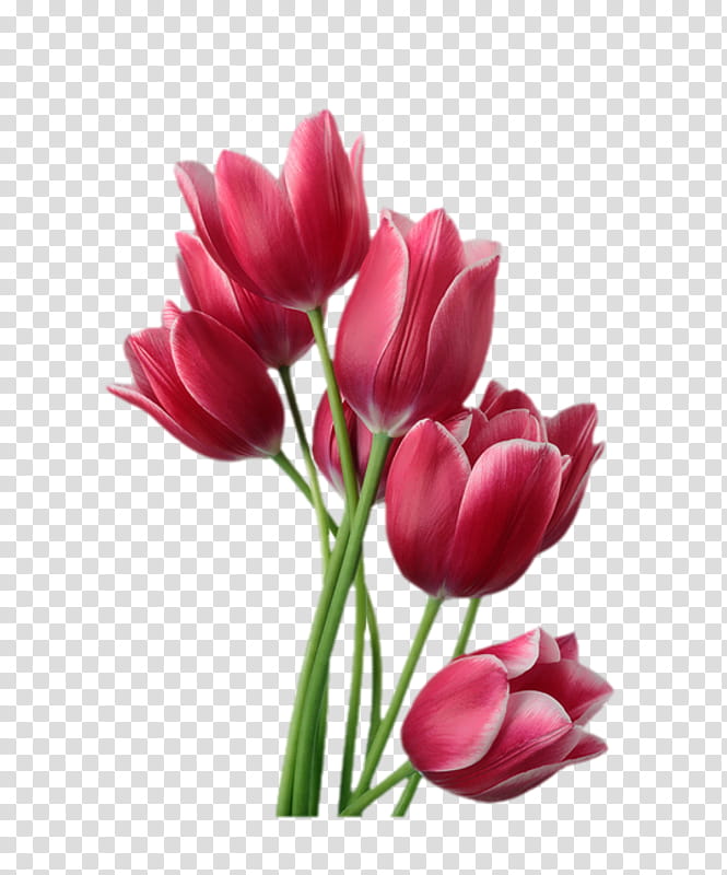Purple Watercolor Flower, Tulip, Pink Flowers, Flower Bouquet, Tulip Vase, Rose, Painting, Watercolor Painting transparent background PNG clipart