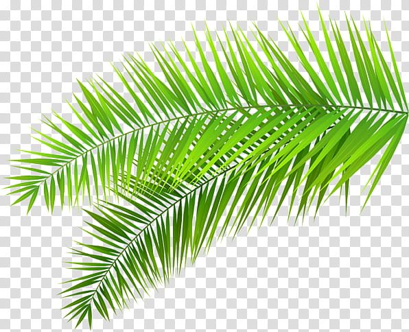 Palm Tree, Palm Trees, Leaf, Palm Branch, Frond, Watercolor Painting, Green, Vegetation transparent background PNG clipart