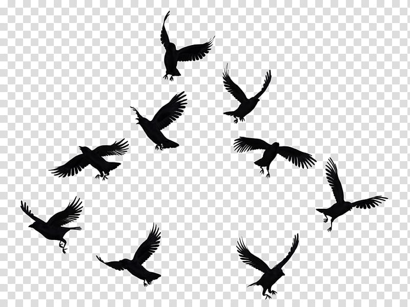 Crows Mega , flock of bird transparent background PNG clipart