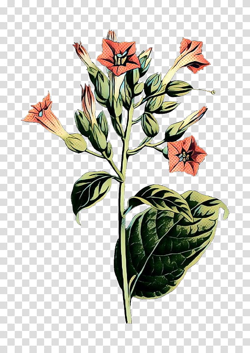 World Wide Web, Cut Flowers, Flower Bouquet, Floral Design, Flowerpot, Plant Stem, Canna, Plants transparent background PNG clipart