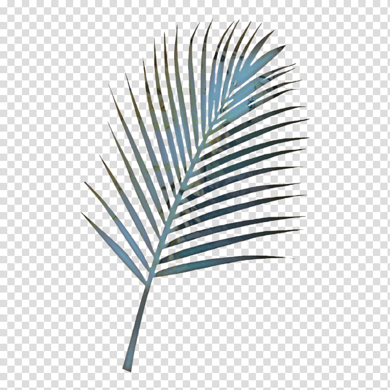 Palm Tree Drawing, Palm Trees, Frond, Leaf, Green, Feather, Turquoise, Plant transparent background PNG clipart