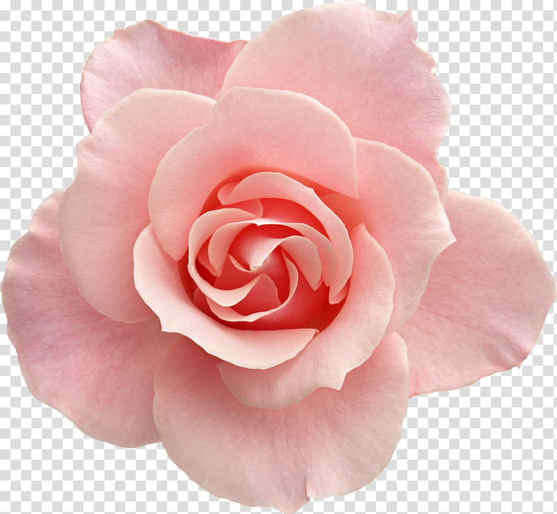 O, pink rose transparent background PNG clipart