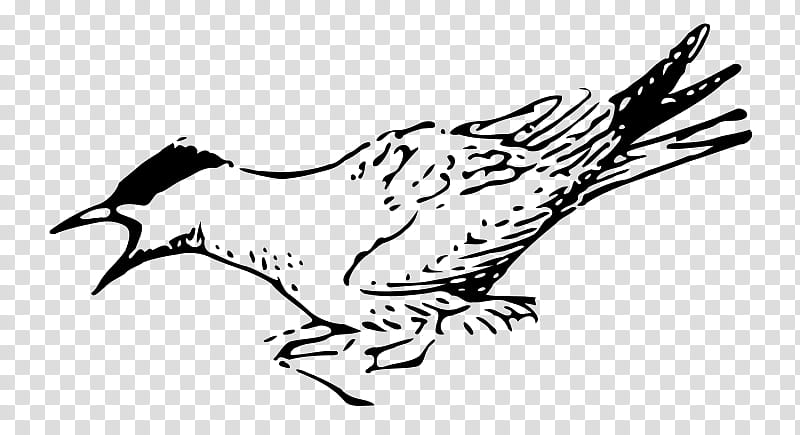 Bird Line Drawing, Sternidae, Arctic Tern, Sooty Tern, White Tern, Fairy Tern, Line Art, Beak transparent background PNG clipart
