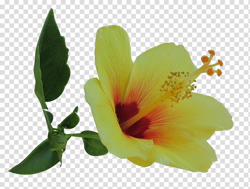 Yellow Hibiscus , yellow Hibiscus flower illustration transparent background PNG clipart