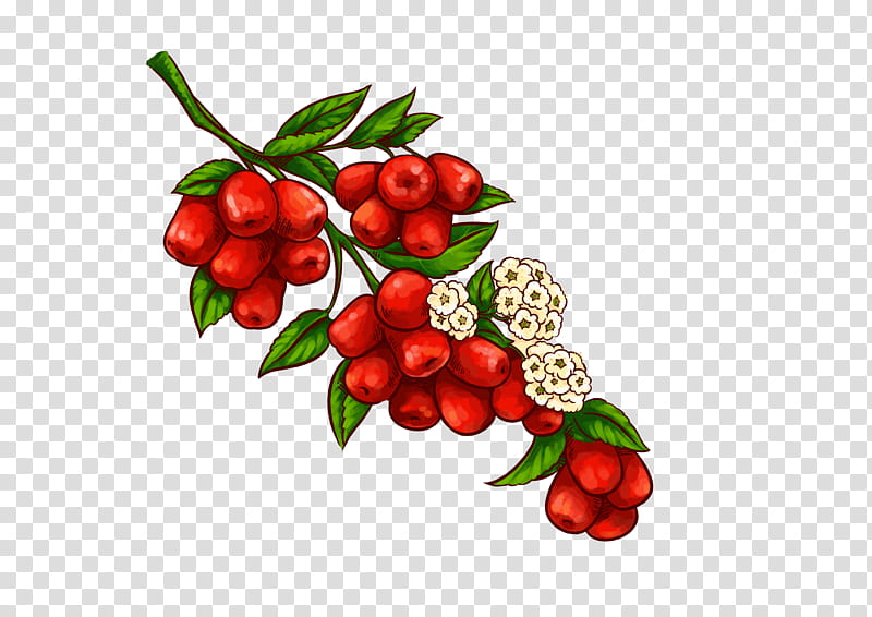 Snow, Jujube, Snow Fungus, Date Palm, Congee, Fruit, Food, Noyau transparent background PNG clipart