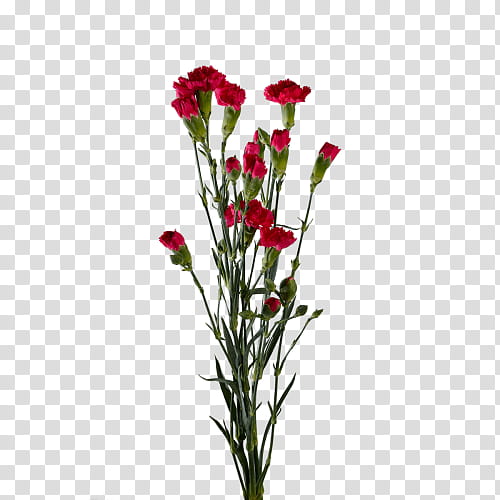 Pink Flowers, Carnation, Cut Flowers, Floral Design, Plants, Flower Bouquet, Genus, Plant Stem transparent background PNG clipart