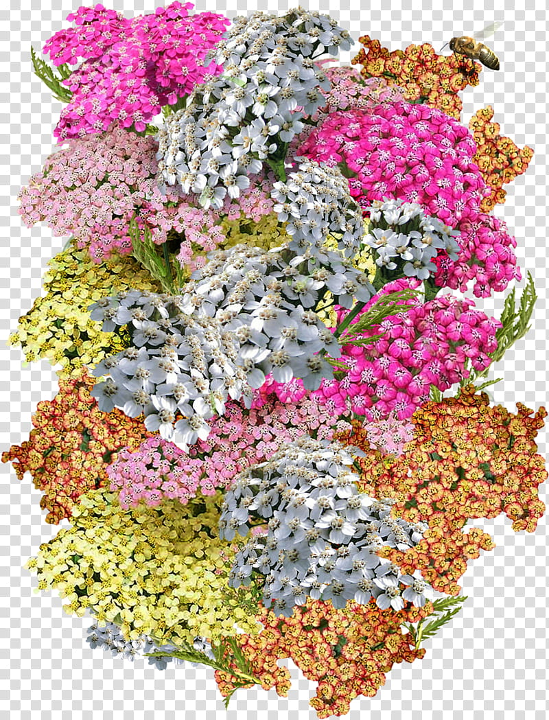 Flowers, Yarrow, Plants, Floral Design, Loveliesbleeding, Herb, Seed, Chervil transparent background PNG clipart
