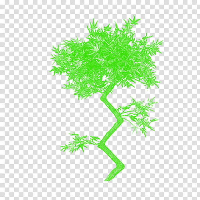 Red Maple Tree, Branch, Plants, Leaf, Twig, Plant Stem, Plane Trees, Green transparent background PNG clipart