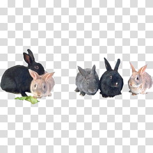 cute animals II, five black-and-brown rabbits transparent background PNG clipart