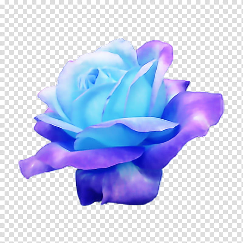 Blue rose, Petal, Flower, Rose Family, Purple, Violet, Garden Roses, Pink transparent background PNG clipart