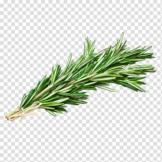Rosemary, Yellow Fir, Plant, Red Juniper, White Pine, Red Pine, Shortstraw Pine, Jack Pine transparent background PNG clipart
