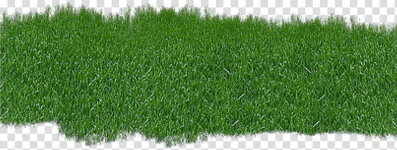 grass green lawn plant grass family, Artificial Turf, Grassland, Groundcover, Fodder, Shrub transparent background PNG clipart