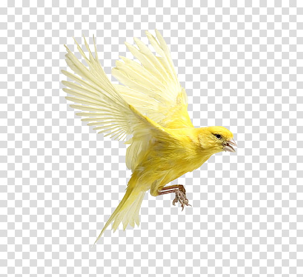 Pixel Art Hamster, Bird, Finches, Domestic Canary, Drawing, Plastic, House, Atlantic Canary transparent background PNG clipart