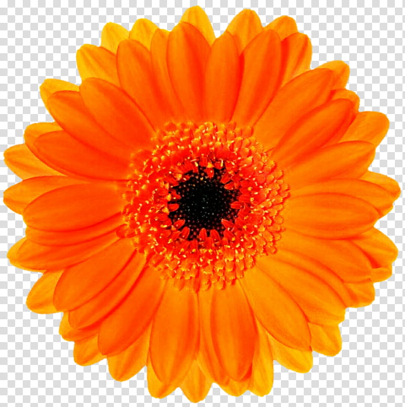 Orange Gerbera Daisy transparent background PNG clipart