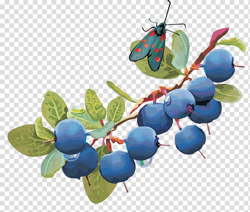 Family Tree, Blueberry, Fruit, Blueberry Pie, Bumbleberry Pie, Berries, European Blueberry, Bilberry transparent background PNG clipart