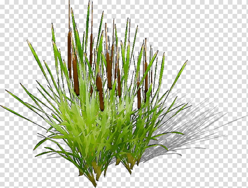 Family Tree, Sweet Grass, Vetiver, Wheatgrass, Aquarium, Chrysopogon, Grasses, Plant transparent background PNG clipart